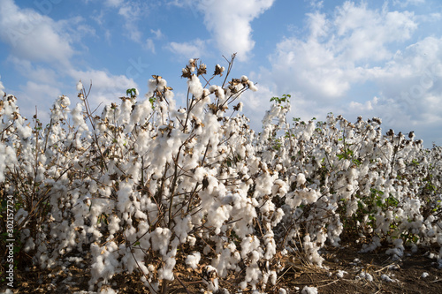 White cotton field in picking season