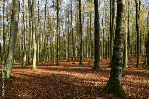 Beautiful autumn from a Pomeranian forest