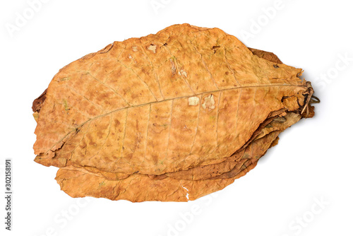 dry leaf tobacco closeup on the white background