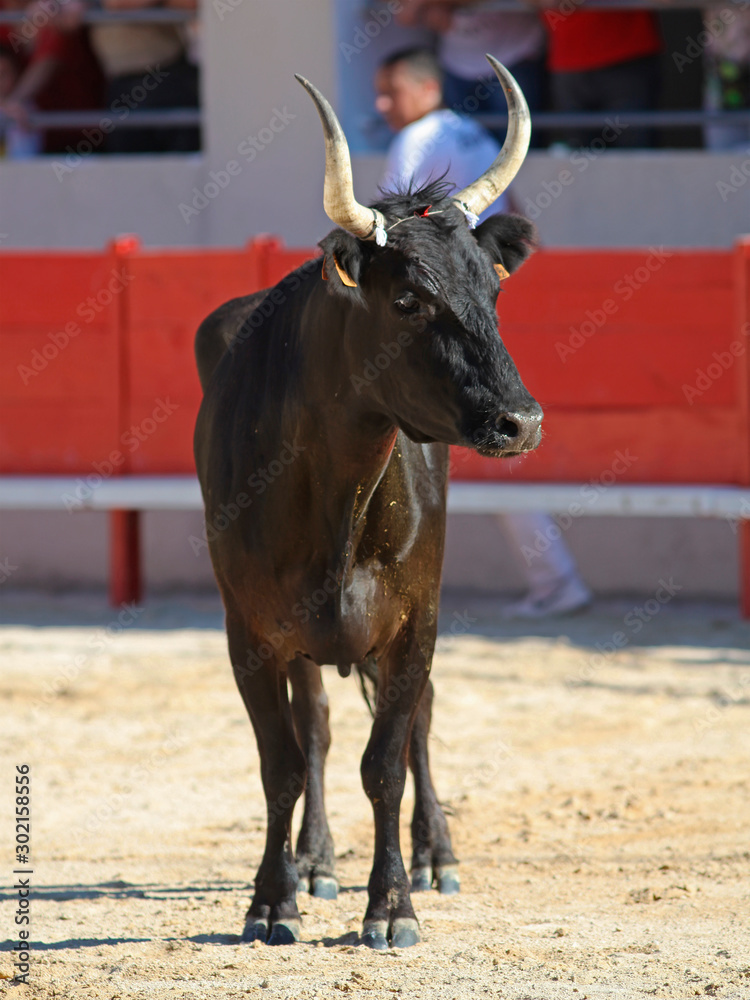 Taureau noir de Camargue dans les arènes lors de la feria pour la course camarguaise. Taureau noir de Camargue dans les arènes lors de la feria pour la course camarguaise.
