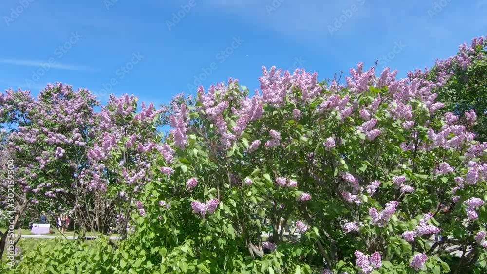 Lilac garden in Moscow