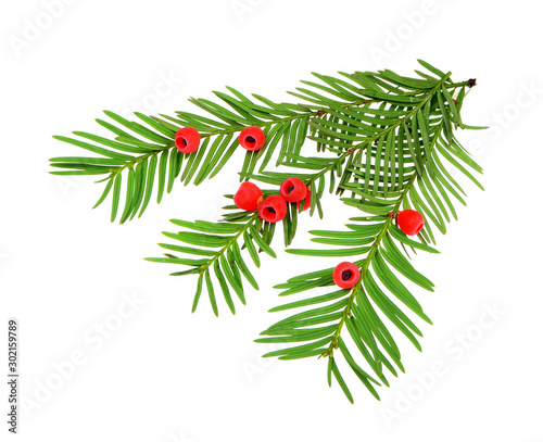 Taxus baccata known as yew, English yew or European yew. Isolated on white background.