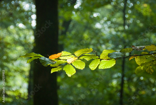 Obraz na plátne Forest in autumn with light falling on the branch of a beech tree, in the Belgia
