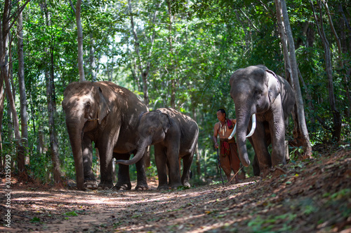 Canvas Print Shepherd in the jungle with elephantsThe elephants performed the ritual together