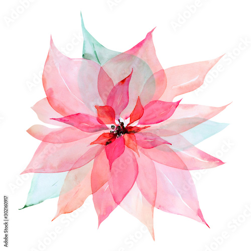 Watercolor illustration of pink christmas Poinsettia flower. Transparent flowers. x-ray flowers. Christmas card