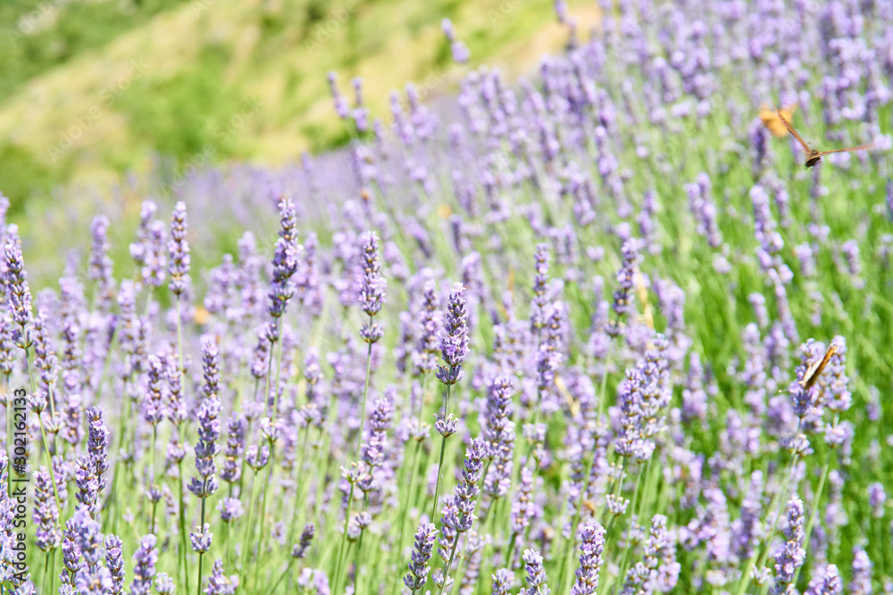 Lavender fields on Hvar, Croatia; purple colour, butterflies, rural                              