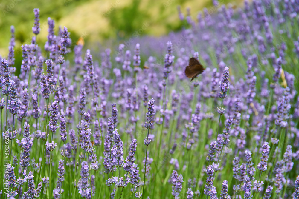 Lavender fields on Hvar, Croatia; purple colour, butterflies, rural Lavender fields on Hvar, Croatia; purple colour, butterflies, rural