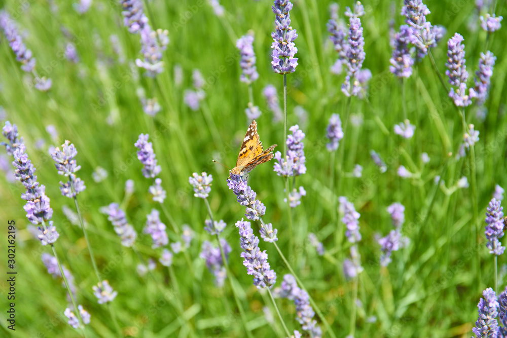 Lavender fields on Hvar, Croatia; purple colour, butterflies, rural Lavender fields on Hvar, Croatia; purple colour, butterflies, rural