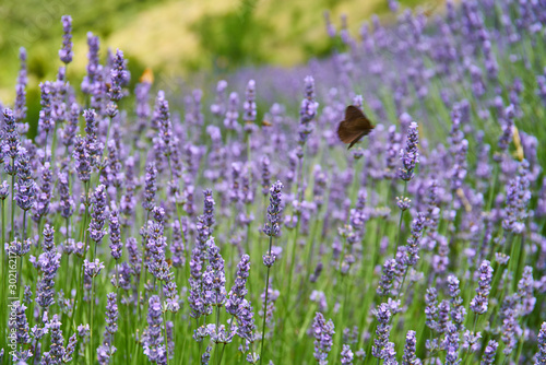 Lavender fields on Hvar, Croatia; purple colour, butterflies, rural 