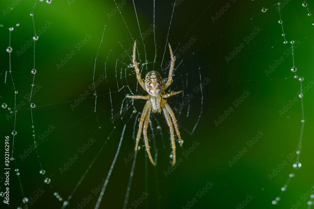 Small spider sits on his cobweb. Selective focus with shallow depth of field. Small spider sits on his cobweb. Selective focus with shallow depth of field.