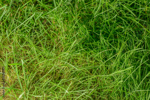 Green grass background after rain. Selective focus with shallow depth of field.