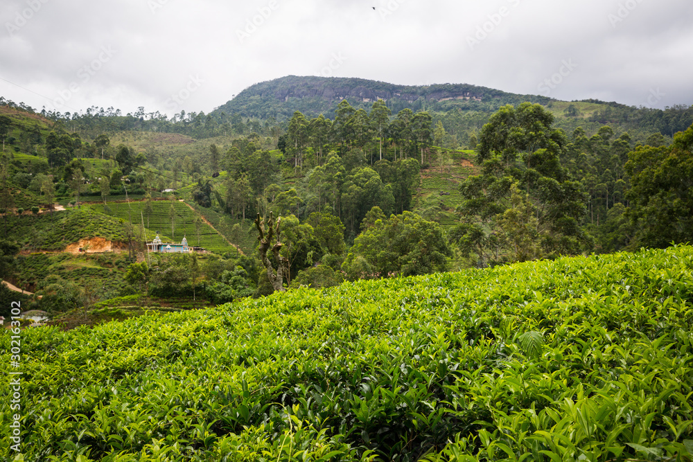 Tea plantation