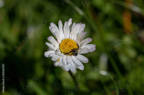 paquerette