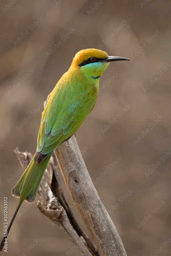 Obraz premium Green bee eater, Merops orientalis, Tipeshwar Wildlife Sanctuary, Maharashtra, India
