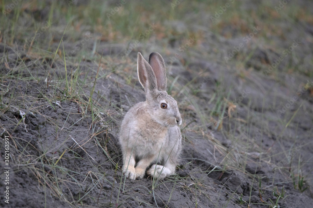 Fototapeta premium Cape Hare, Lepus capensis, Leh, Jammu and Kashmir, India