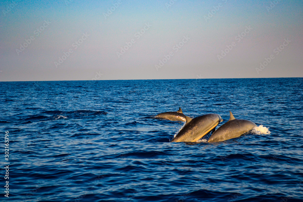Fototapeta premium dolphin in blue water