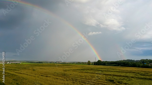Rainbow Above Wheat Field. Flight Down Ripe Crop Field After Rain and Colorfull Rainbow in Background Rural Countryside. Aereal Dron Shoot.