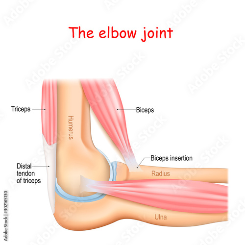 Anatomy of a elbow joint