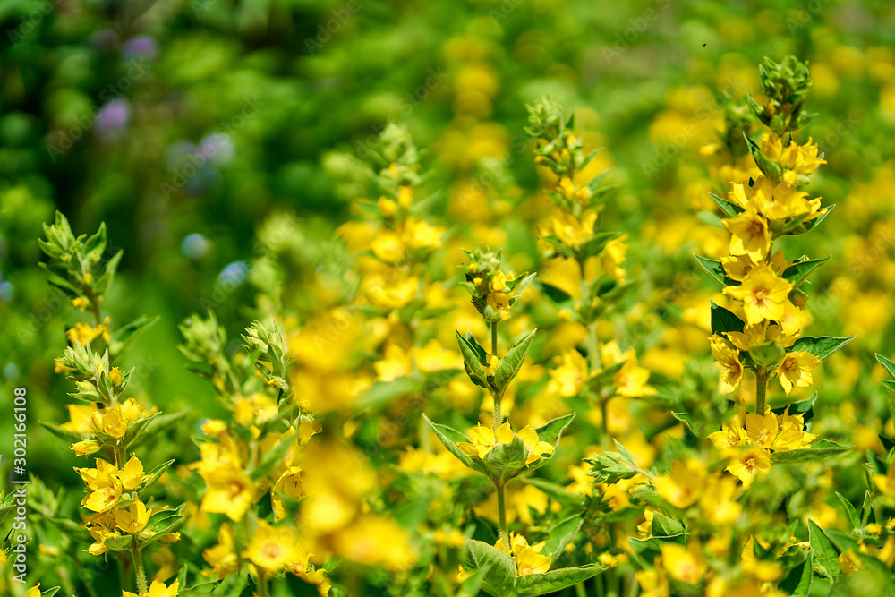  Yellow flowers in blossom, close up                              