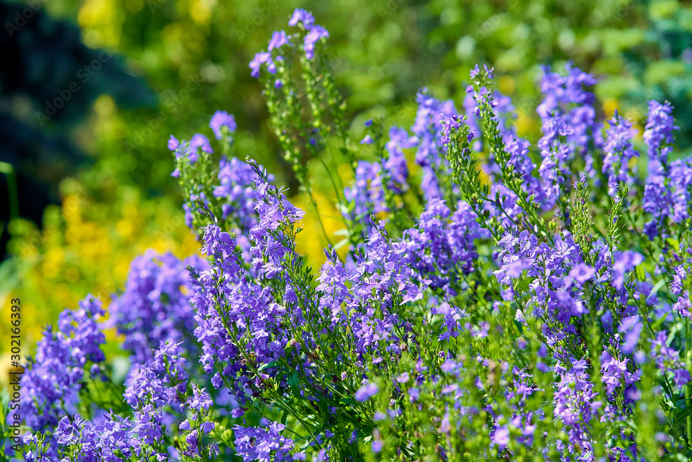 Obraz premium blue flowers in blossom, salvia 