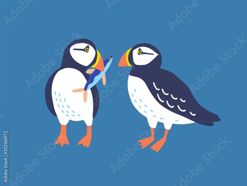 Atlantic puffins flat vector illustration