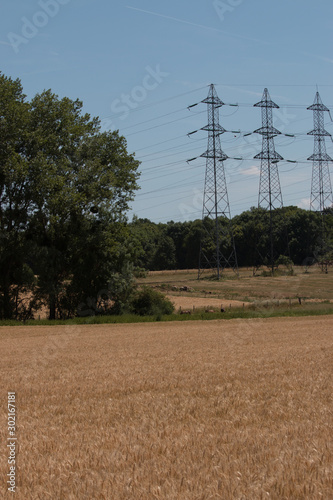 champ de blé arbre et forêt, avec pylônes éléctriques