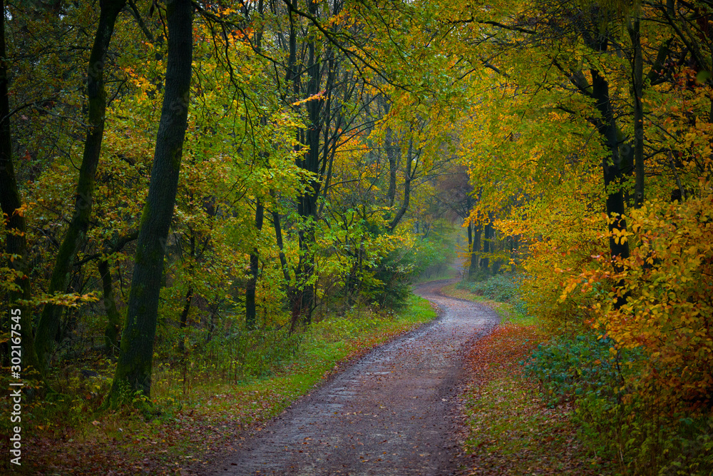 Fototapeta premium Deutscher Wald im Herbst