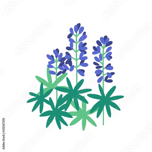 Lupine flat vector illustration. Purple meadow flowers isolated on white background. Flowering plants with petals and green leaves. Botanical items. Herbs, nature, flora. Blossoming wildflowers.