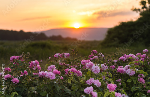 Tea rose flowers in the sunset light.