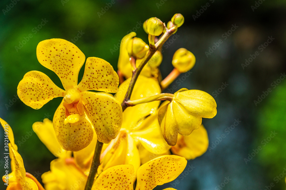 Fototapeta premium Yellow vanda orchid, Vanda sp., Family Orchidaceae. Empty blurred background for text.
