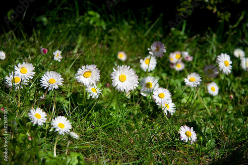 flowers white daisies growing on a spring green meadow in close-up
