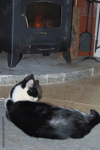 Black and White Cat at Fireplace