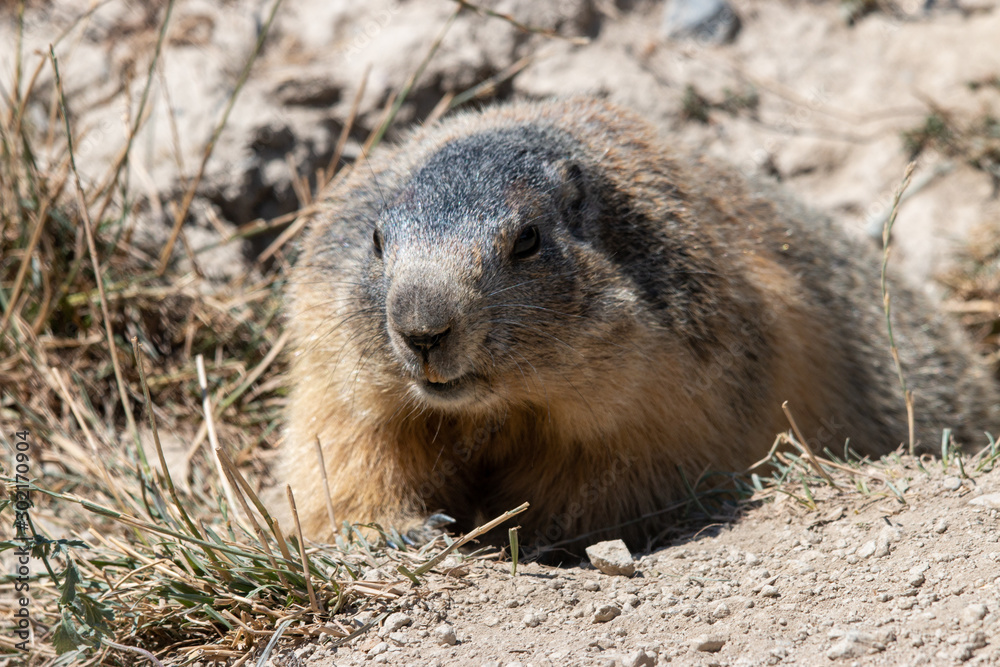 marmotte marmotte