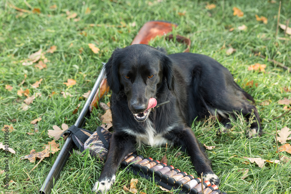 Hunting dog Spaniel portrait Hunting dog Spaniel portrait
