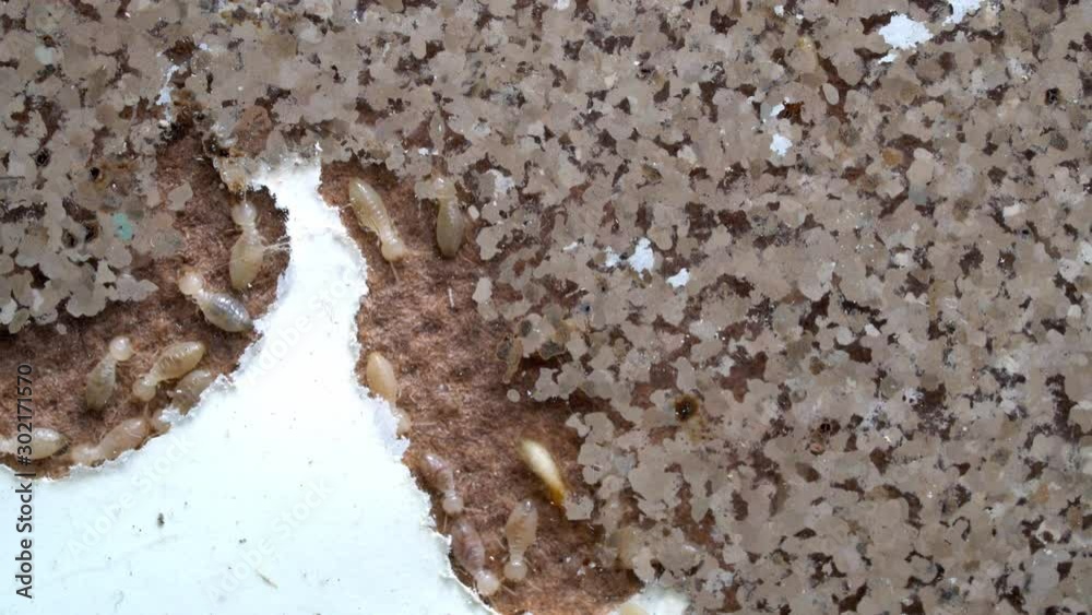 closeup termite walking on floor