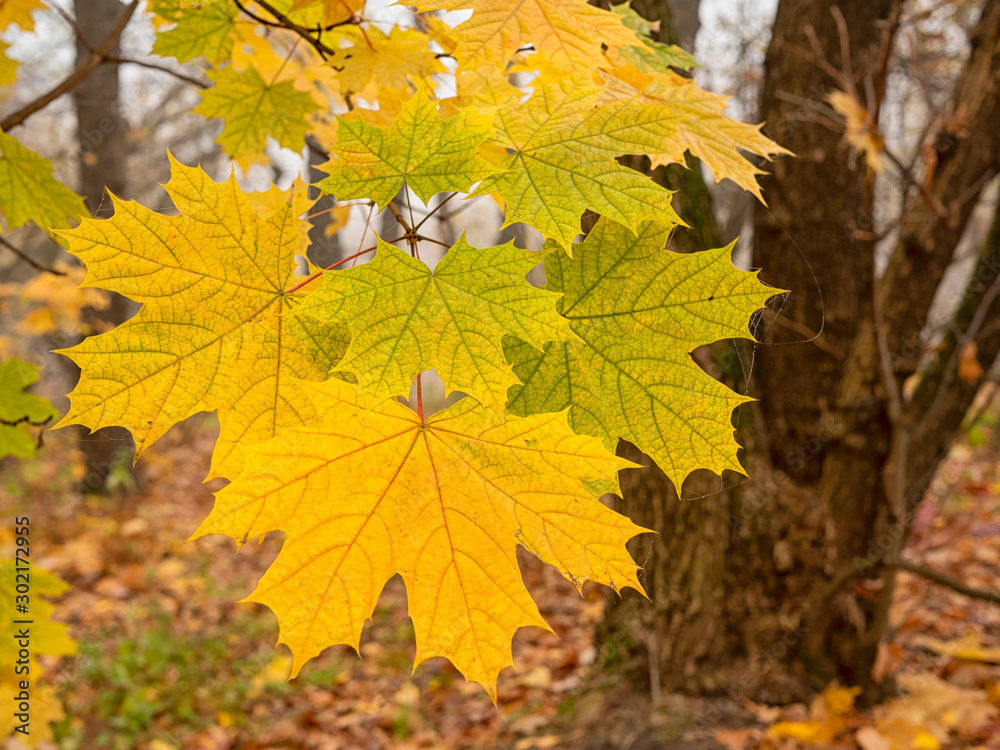 Yellow tree.