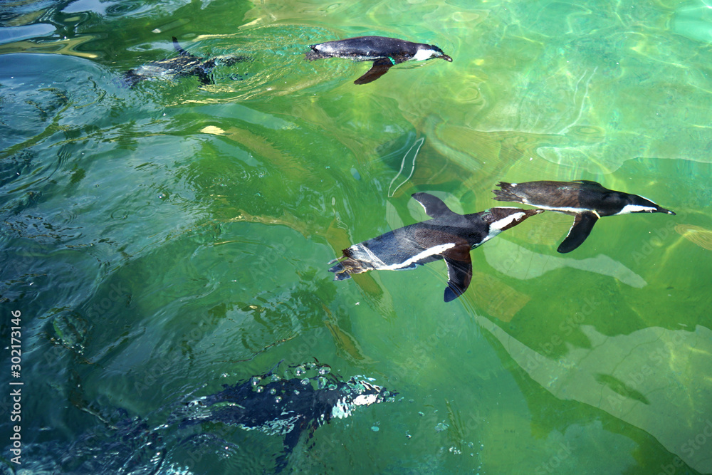 Group of African penguins (Spheniscus demersus) diving under water Group of African penguins (Spheniscus demersus) diving under water