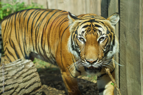 The Malayan tiger  Panthera tigris tigris  close-up view