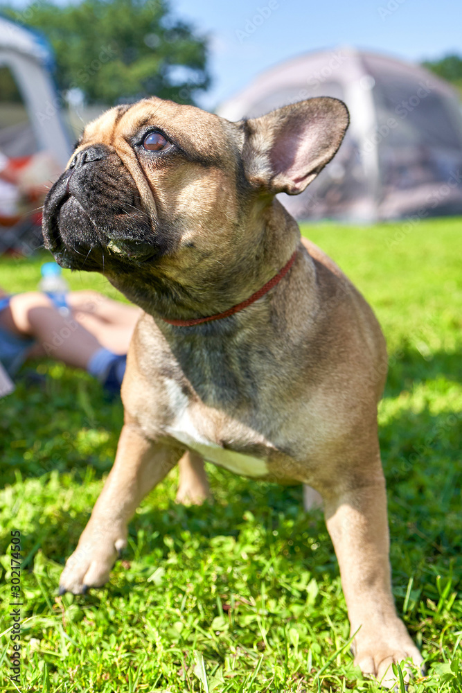 French Bulldog shorthaired breed of mastiff type dogs Close-up