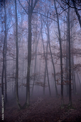 Mist in the woods