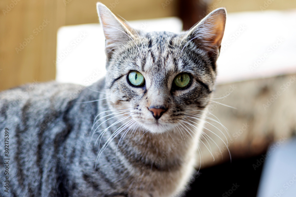 closeup tabby cat stare eyes looking at you in scared emotion half body nice temper moment animals pet in house