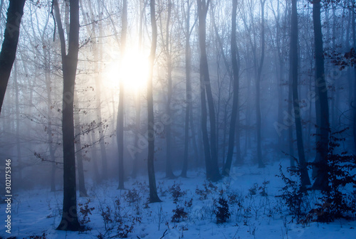 Mist in the woods