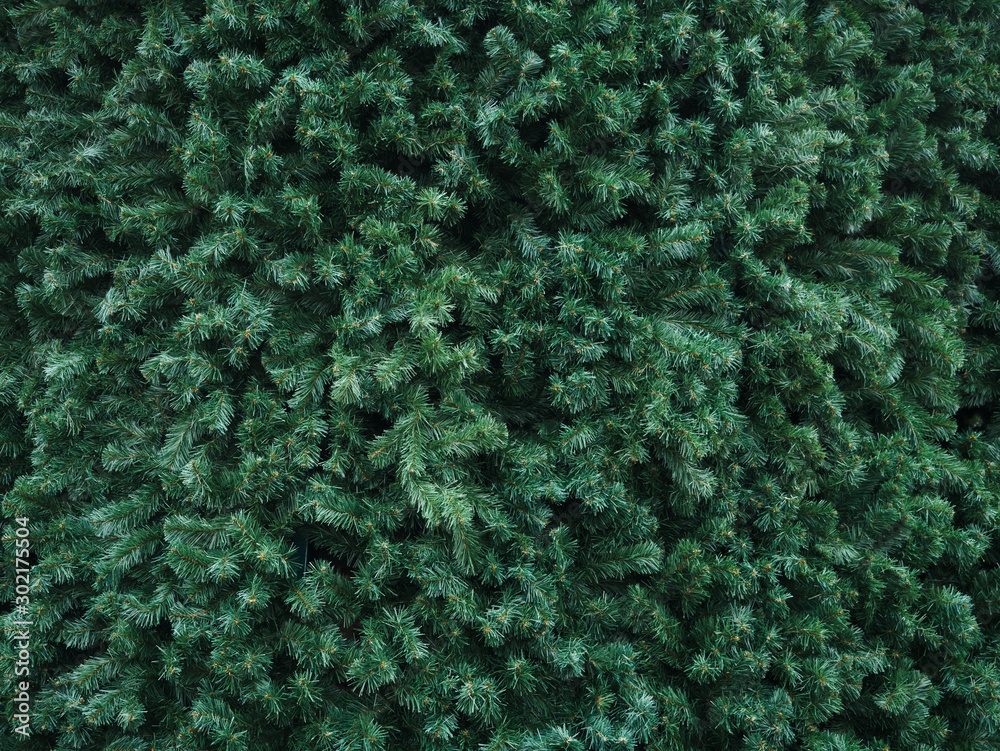 Background of Christmas tree branches. Fir tree. Background of Christmas tree branches. Fir tree.