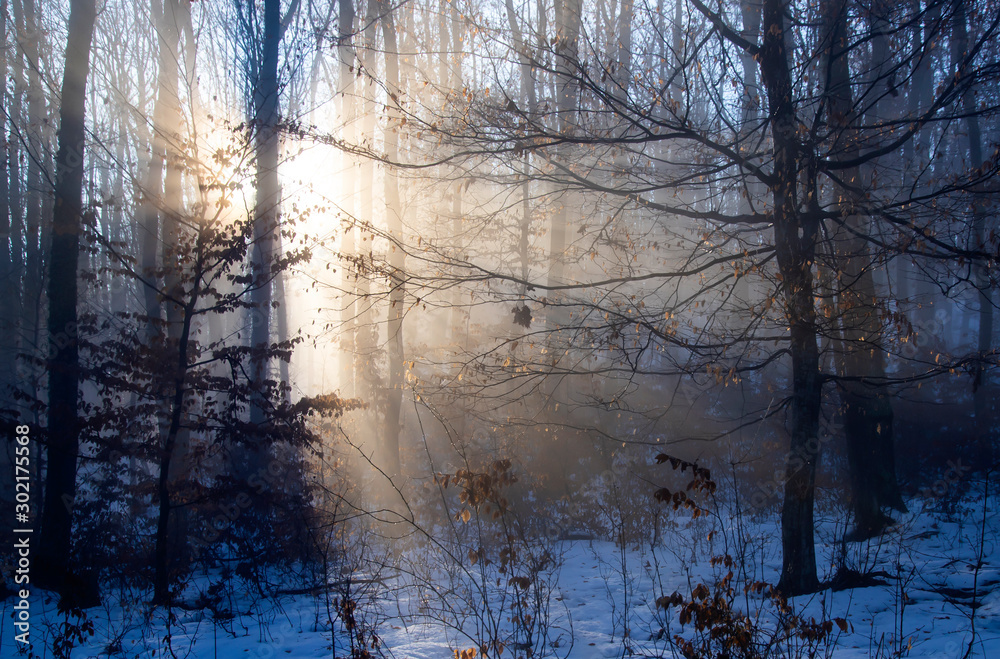 Mist in the woods Mist in the woods