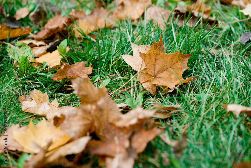 Leaves fall from a tree on green grass. Leaves fall from a tree on green grass.