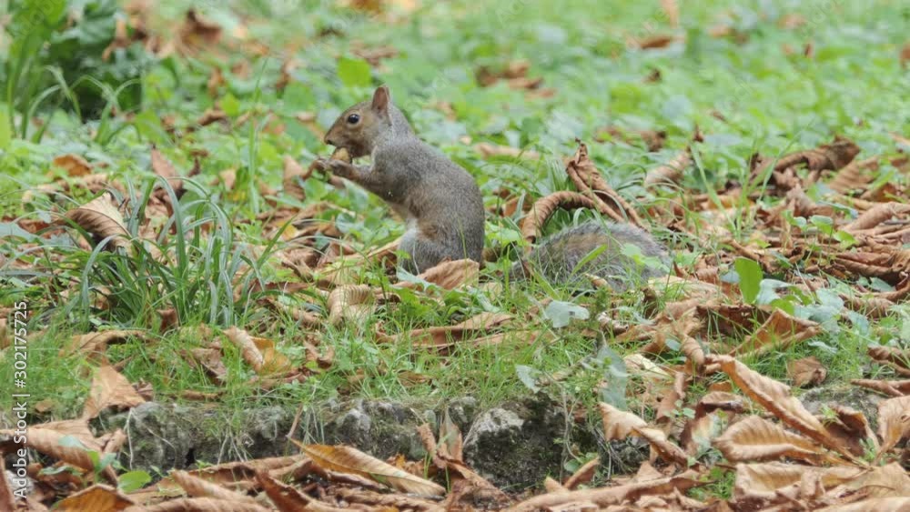 gray squirrel quickly eats a berry on the lawn in autumn gray squirrel quickly eats a berry on the lawn in autumn