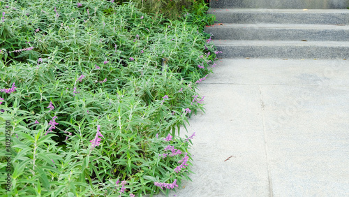 Stone stairway with little flower and grass