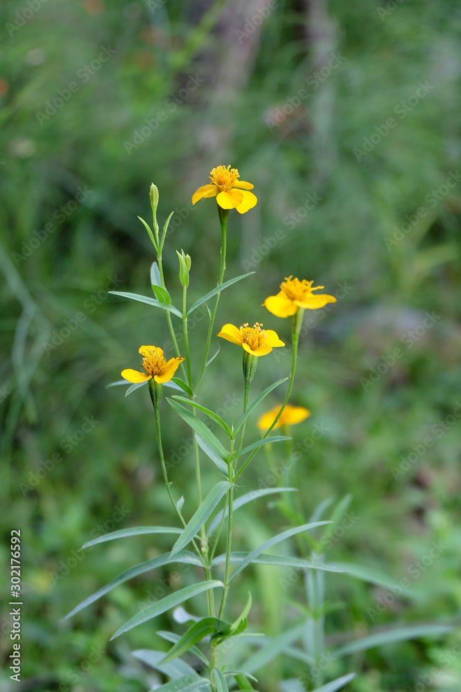 Yellow daisy wild flower on green field Yellow daisy wild flower on green field
