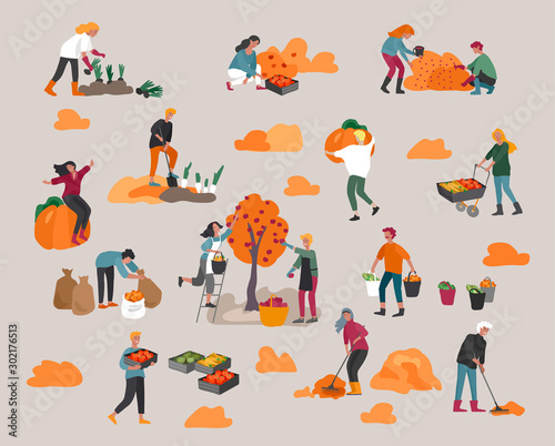 People gathering crops or seasonal harvest, ollecting ripe vegetables, picking fruits and berries, remove leaves. Men, women work on a farm
