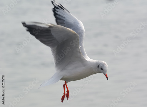 A Bird Of Flying Seagull.